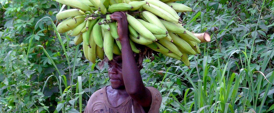 En Afrique de l'Ouest et centrale, la demande en banane plantain est deux fois supérieure à l’offre © S. Dépigny, Cirad